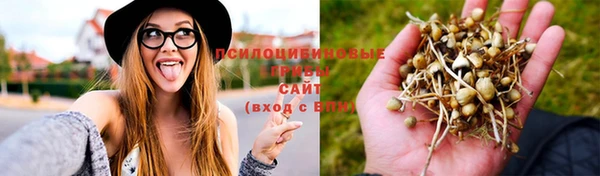прущие грибы Медвежьегорск